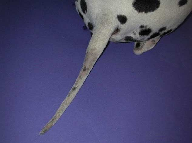 Alopecia in dogs Alopecia symptoms in dogs